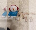 Small Photo #4 Shiba Inu Puppy For Sale in CRYSTAL LAKE, IL, USA
