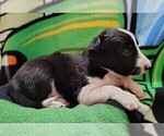 Small Photo #199 Border Collie Puppy For Sale in NORBORNE, MO, USA