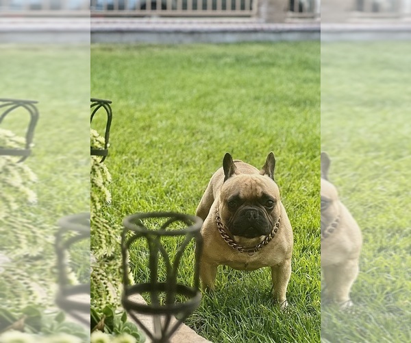 Medium Photo #1 French Bulldog Puppy For Sale in FONTANA, CA, USA
