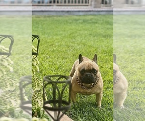 Father of the French Bulldog puppies born on 06/04/2025