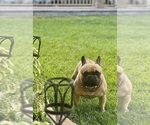 Small Photo #1 French Bulldog Puppy For Sale in FONTANA, CA, USA