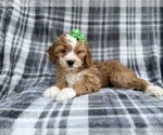 Small #1 Cavapoo (Miniature)