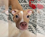 Small #2 American Pit Bull Terrier-American Staffordshire Terrier Mix
