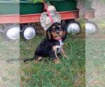 Small #1 Cavalier King Charles Spaniel