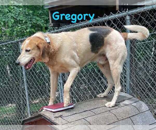 Medium Photo #10 American Foxhound-Unknown Mix Puppy For Sale in Rustburg, VA, USA