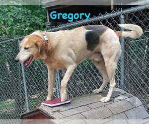 Gregory: Not At the Shelter (Wendy) - Male American Foxhound-Unknown Mix Dog for Adoption - Photo #10