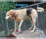 Small #9 American Foxhound Mix