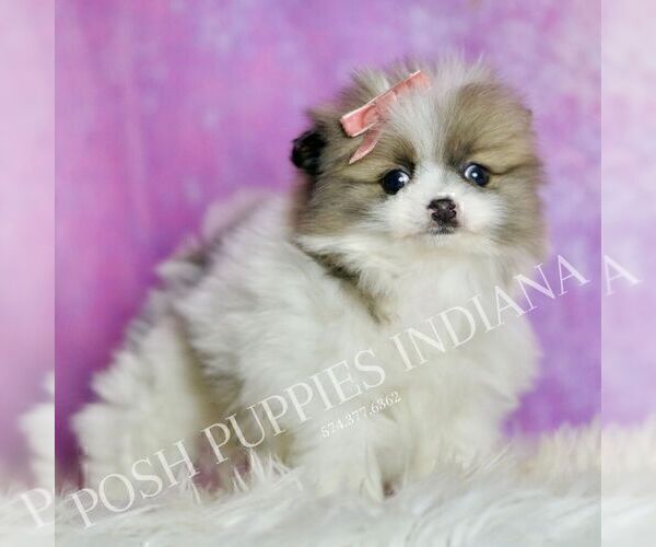 Medium Photo #63 Pomeranian Puppy For Sale in WARSAW, IN, USA