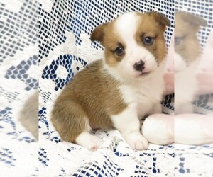 Pembroke Welsh Corgi Puppy for sale in NORWOOD, MO, USA