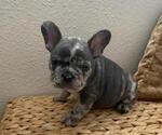 Small Photo #1 French Bulldog Puppy For Sale in N LAS VEGAS, NV, USA