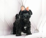 Puppy 4 Poodle (Toy)-Yorkshire Terrier Mix