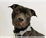 Small American Pit Bull Terrier Mix
