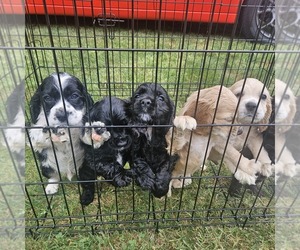 Cocker Spaniel Puppy for sale in EIGHTY EIGHT, KY, USA