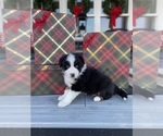 Small Photo #8 Australian Shepherd Puppy For Sale in VERMONTVILLE, MI, USA