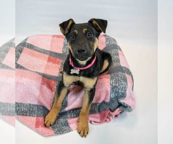 Medium Photo #6 Mutt Puppy For Sale in Kennesaw, GA, USA