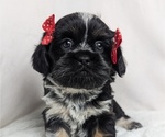 Puppy Mini Cava-Tzu
