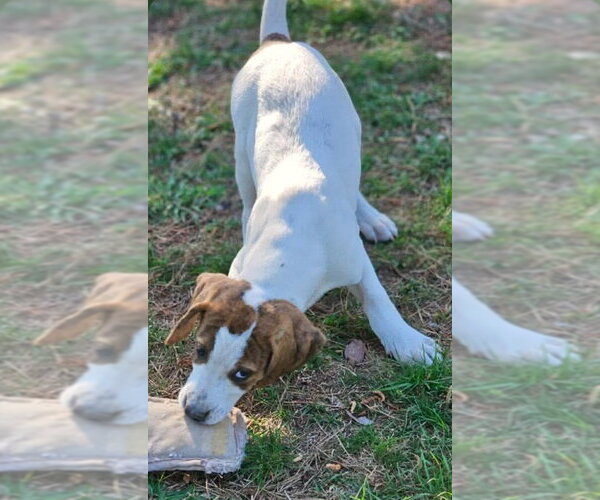Medium Photo #9 Mutt Puppy For Sale in Wakefield, RI, USA