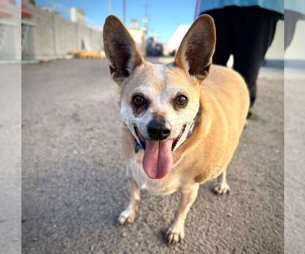 Medium Photo #3 Chihuahua-Unknown Mix Puppy For Sale in phoenix, AZ, USA