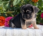 Small #1 French Bulldog
