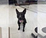 Small Mutt
