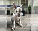 Small Photo #3 French Bulldog Puppy For Sale in PFLUGERVILLE, TX, USA
