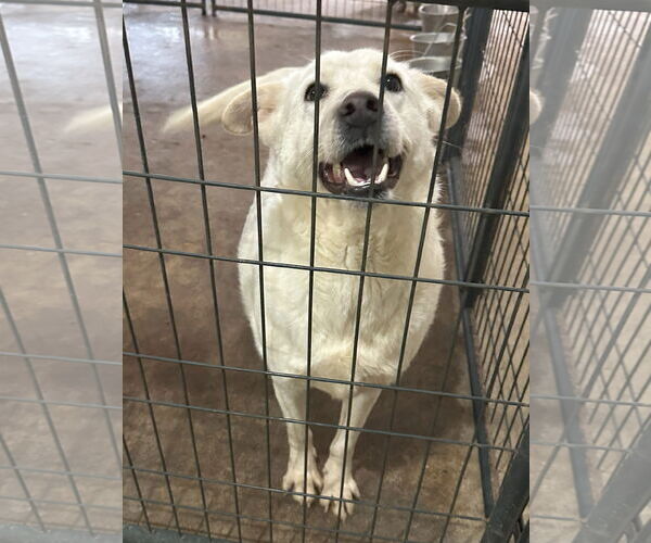 Medium Photo #2 Mutt Puppy For Sale in Jackson, MS, USA