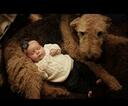Small #10 Airedale Terrier