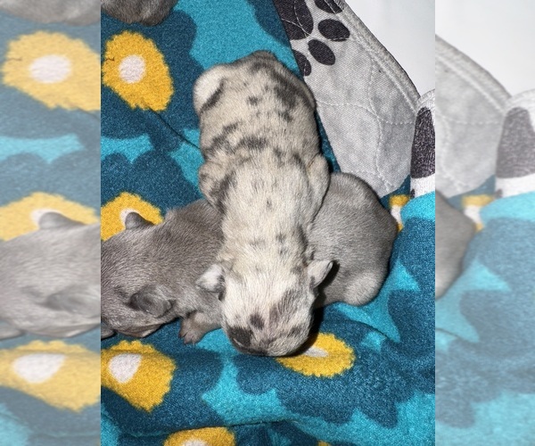 Medium Photo #19 French Bulldog Puppy For Sale in HILTON, NY, USA