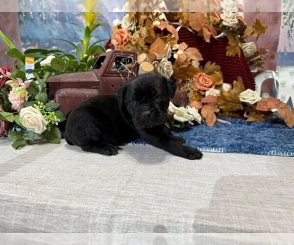 Medium Photo #3 Cane Corso Puppy For Sale in OOLOGAH, OK, USA