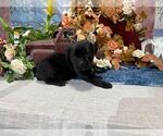 Small #2 Cane Corso