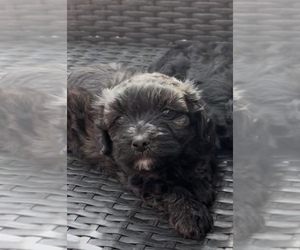 Maltipoo Puppy for sale in CLEVELAND, TN, USA