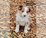 Small Photo #28 Border Collie Puppy For Sale in BYBEE, TN, USA