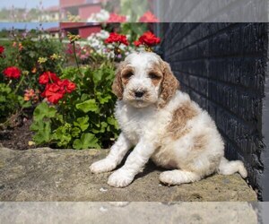 Poodle (Standard) Puppy for Sale in MILLERSBURG, Ohio USA