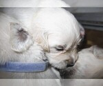 Small #2 English Cream Golden Retriever