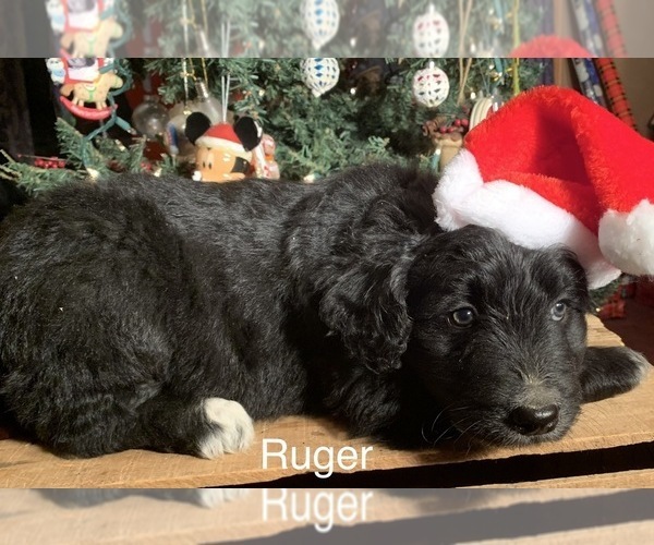 Medium Photo #1 F2 Aussiedoodle Puppy For Sale in ARBA, IN, USA