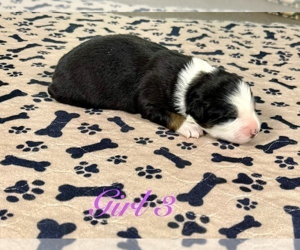 Medium Photo #86 Australian Shepherd Puppy For Sale in SALISBURY, NC, USA