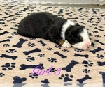 Small Photo #86 Australian Shepherd Puppy For Sale in SALISBURY, NC, USA