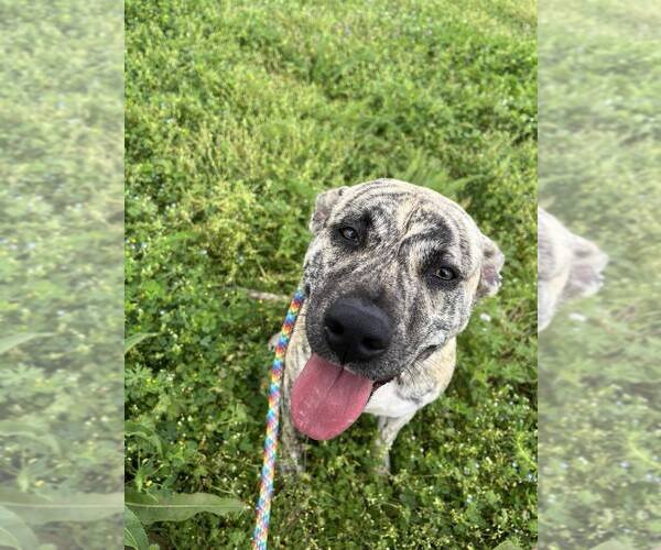 Medium Photo #2 Mutt Puppy For Sale in Abbeville, LA, USA