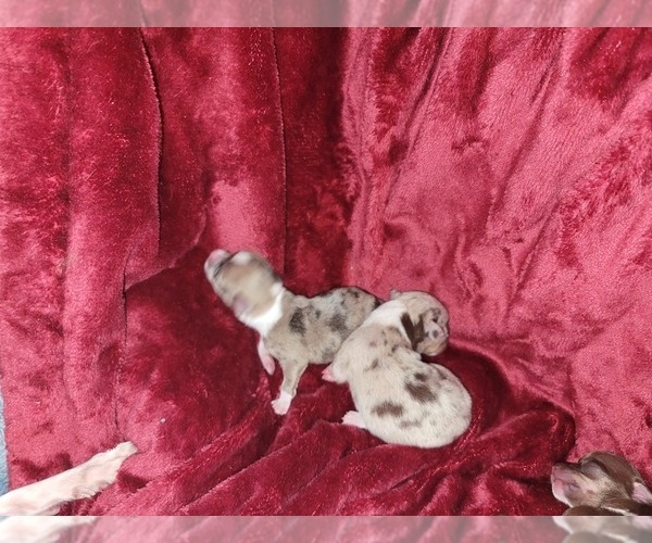 Medium Photo #1 Chihuahua Puppy For Sale in ATTALLA, AL, USA