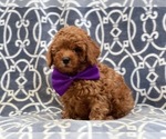 Small Photo #3 Poodle (Toy) Puppy For Sale in LAKELAND, FL, USA
