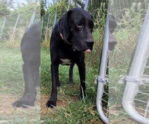 Great Dane-Treeing Walker Coonhound Mix Dogs for adoption in Stover, MO, USA