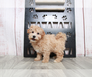 Havachon-Poodle (Miniature) Mix Puppy for sale in MARIETTA, GA, USA