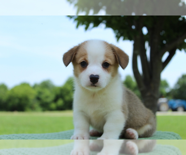 Medium Photo #5 Pembroke Welsh Corgi Puppy For Sale in BARNETT, MO, USA