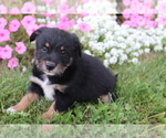 Small Photo #4 Poo-Shi Puppy For Sale in SHILOH, OH, USA