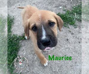 Mutt Dogs for adoption in Omaha, NE, USA