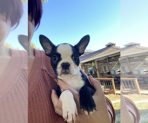 Boston Terrier Puppy for sale in FREDONIA, KS, USA