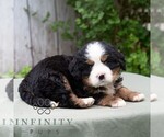 Small #3 Bernese Mountain Dog-Cavalier King Charles Spaniel Mix