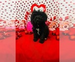 Small #4 Poodle (Miniature)
