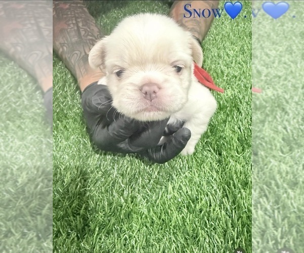 Medium Photo #2 French Bulldog Puppy For Sale in PORTSMOUTH, VA, USA