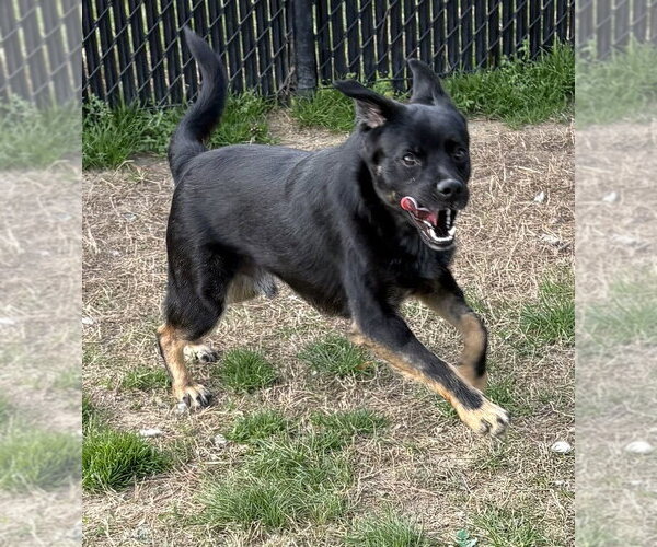Medium Photo #1 Jack-A-Bee Puppy For Sale in Evansville, IN, USA